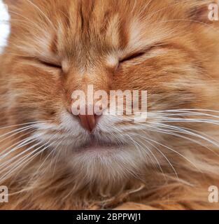 A pelo lanuginoso rosso gatto con gli occhi chiusi e a grandi baffi bianchi Foto Stock