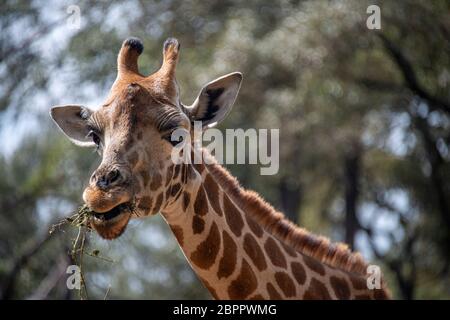 Rothschild Giraffe al Nairobi Giraffe Center Foto Stock