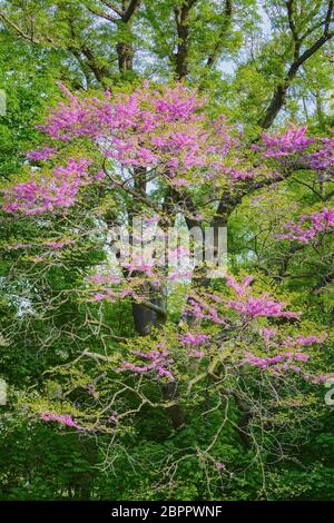 Primavera nel Parco. Albero di Giuda in fiore Foto Stock