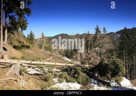 dettaglio di alberi danneggiati nelle montagne innevate Foto Stock