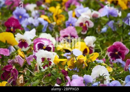 Fiori pansy multicolore o pansies come sfondo o modello. Campo di pansies colorati con fiori viola bianchi gialli. Foto Stock