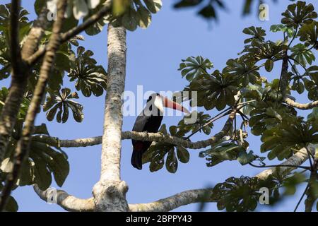 Toucan bird sulla natura in Foz do Iguazu, Brasile. Brasiliano della fauna selvatica Foto Stock