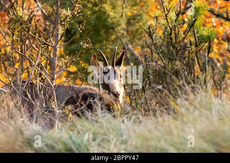 I giovani camosci dalle Alpi italiane, Rupicapra rupicapra Foto Stock