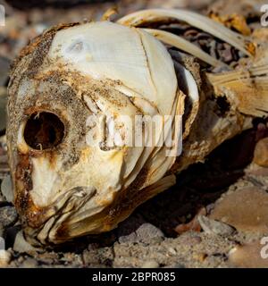 Lo scheletro di una carpa morta sulla Canyon Ferry Beach nel Montana. Foto Stock