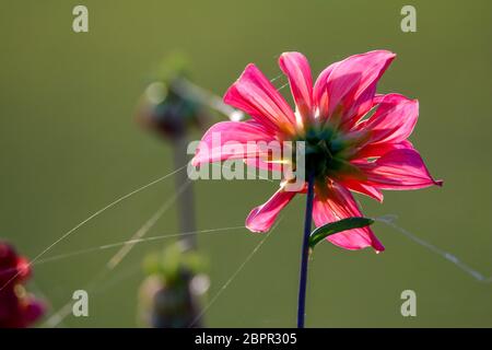 Red dahlia in prato verde. Sfondo con rosa dahlia e spider web. Dahlia è messicano pianta della famiglia a margherita, che viene coltivato per la sua brigh Foto Stock