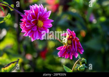 Sfondo con rosa dahlia in prato verde. Dahlia è messicano pianta della famiglia a margherita, che è coltivata per le sue colorate singola o dou Foto Stock