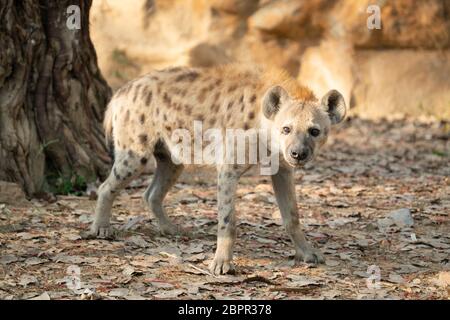 Spotted hyena (Crocuta crocuta) in ambiente in cattività Foto Stock