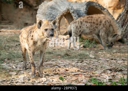 Spotted hyena (Crocuta crocuta) in ambiente in cattività Foto Stock