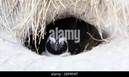 Pinguino africana in un nido, Spheniscus demersus, il fuoco selettivo sulla testa Foto Stock