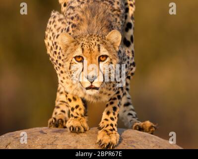 Una donna adulta Cheetah accovacciata su una roccia e guardando direttamente verso la fotocamera Foto Stock