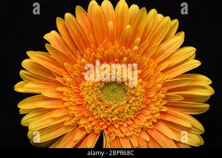 Sottile orange gerbera fiori su sfondo nero Foto Stock