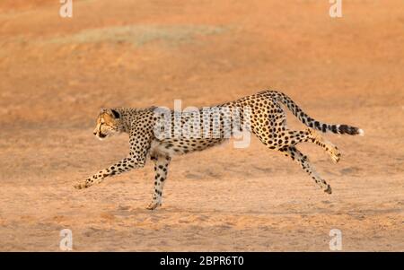 Adulto maschio Cheetah correre sulla sabbia Kruger Park Sud Africa Foto Stock