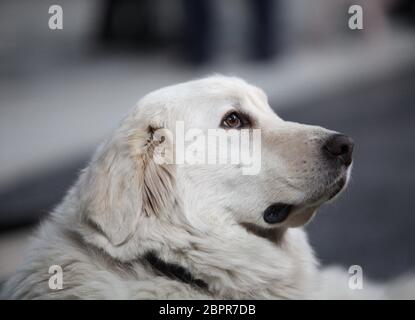 Grande pirenei cane potente, indipendente e impavido, altamente protettivo Foto Stock