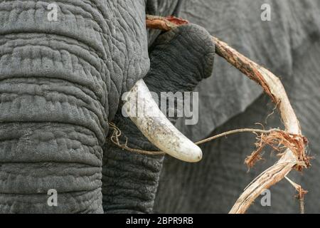 Elefante adulto che rimuove la corteccia da un ramo chiamato un dentifricio elefanti Kruger Park Sud Africa Foto Stock