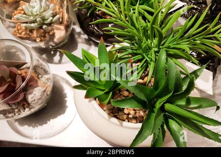 Piante di cactus del deserto sorprendenti con diversi tipi di cactus in un vaso. Foto Stock