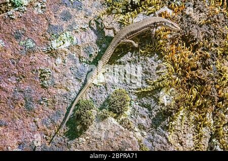 Lucertola sulla roccia nei Rhodopi occidentali Foto Stock