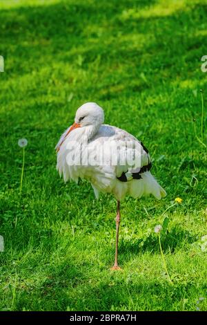 Stork si trova su una gamba sull'erba Foto Stock