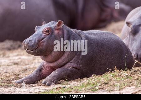 Un piccolo ippopotamo sdraiato fuori dal Parco Kruger Sud Africa Foto Stock