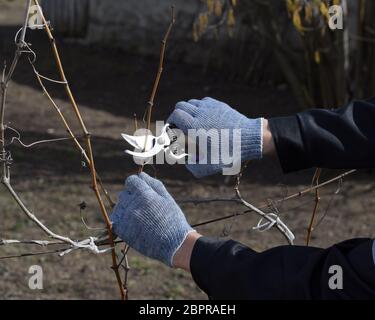 La potatura grapevine potatori. La rifinitura della struttura ad albero con una taglierina. La molla la potatura degli alberi da frutto. Foto Stock