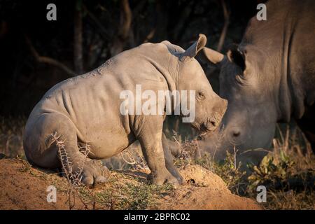 Piccolo Rhino Bianco seduto su un tumulo di termite riposante nel Kruger Park Sud Africa Foto Stock