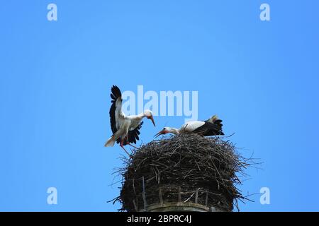 Stork's Nest in Riedlingen, Riedlingen è una città in Germania con molti luoghi di interesse storico Foto Stock