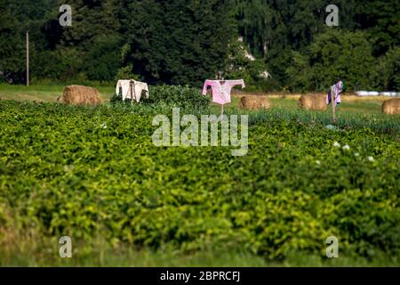 Scarecrows in un orto in estate, Lettonia. Lo Spaventapasseri è un oggetto fatto per assomigliare ad una figura umana, impostare fino a spaventare gli uccelli lontano da un campo Foto Stock