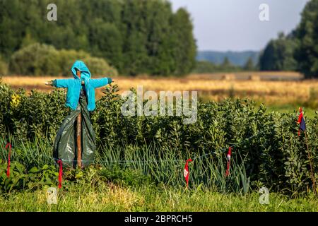 Lo Spaventapasseri in un orto in estate, Lettonia. Lo Spaventapasseri è un oggetto fatto per assomigliare ad una figura umana, impostare fino a spaventare gli uccelli lontano da un campo Foto Stock