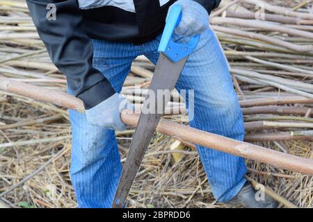 Segare con una sega a mano di un ramo di legno. l uomo seghe segagione di un ramo di albero. Segatura di legno con una sega a mano. Foto Stock