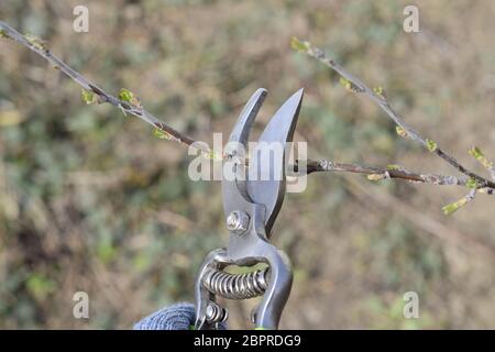 La rifinitura della struttura ad albero con una taglierina. La molla la potatura degli alberi da frutto. Foto Stock