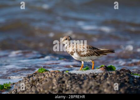 Ruddy Turnstone (Arenaria Interpres) alla ricerca di cibo in una roccia sul mare. Foto Stock