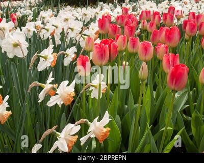 Lisse Paesi Bassi - Aprile 19, 2017: Tulipani chiamato Judith Leyster bianco e narcisi in fiore nel giardino Keukenhof in Lisse, Olanda, Netherlan Foto Stock