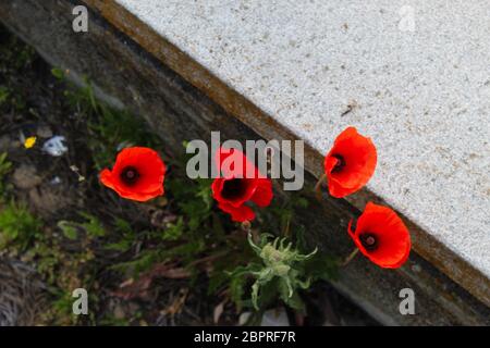 Quattro fiori di papavero rosso selvatico nelle fessure del cemento in città. Papaver rhoeas, papavero comune, mais papavero, mais rosa. Beja, Portogallo. Foto Stock