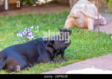 Cucciolo carino in erba verde, labrador mix e cane chipoo Foto Stock