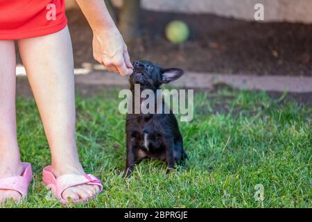 donna si allena con un giovane poodle chihuahua mix (chipoo) Foto Stock