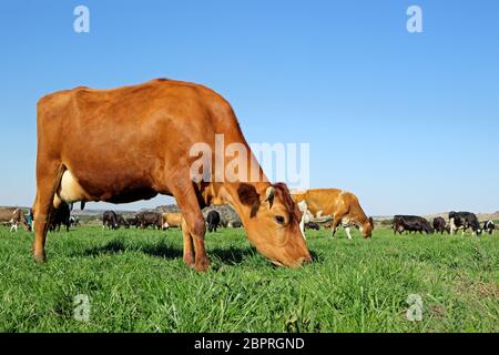 Frisian - vacche da latte Holstein che pascolano su un lussureggiante pascolo verde Foto Stock