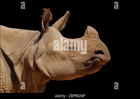Ritratto di un rinoceronte indiano (Rhinoceros unicornis) isolato su nero Foto Stock