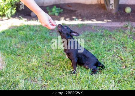 donna si allena con un giovane poodle chihuahua mix (chipoo) Foto Stock