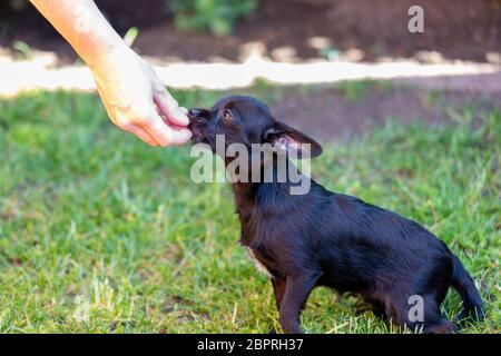 donna si allena con un giovane poodle chihuahua mix (chipoo) Foto Stock