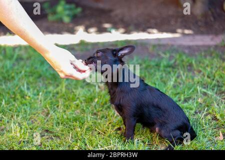 donna si allena con un giovane poodle chihuahua mix (chipoo) Foto Stock