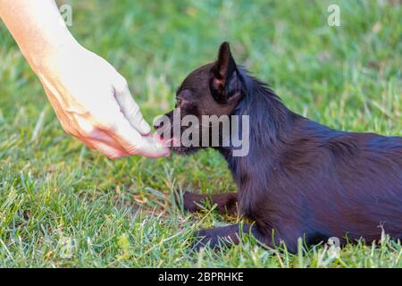 donna si allena con un giovane poodle chihuahua mix (chipoo) Foto Stock