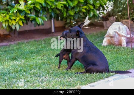 Labrador mix gioca con un cane Chipoo in natura, lotta cane Foto Stock