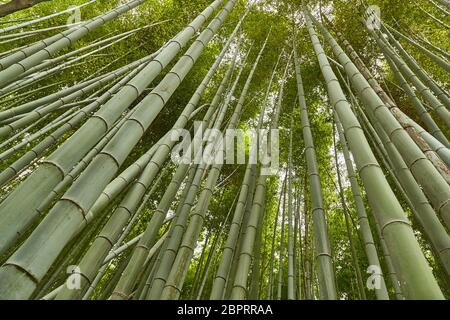 Boschetto di bambù a Kyoto, Giappone Foto Stock