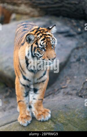 La tigre di Sumatra (Panthera tigris sumatrae) è una rara sottospecie di tigre che abita l isola indonesiana di Sumatra Foto Stock