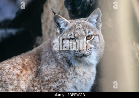 Eurasian (Lynx Lynx lynx) è di medie dimensioni con il gatto selvatico che si verificano dal Nord, Europa centrale e orientale in Asia centrale e la Siberia, il Tibetano Plat Foto Stock