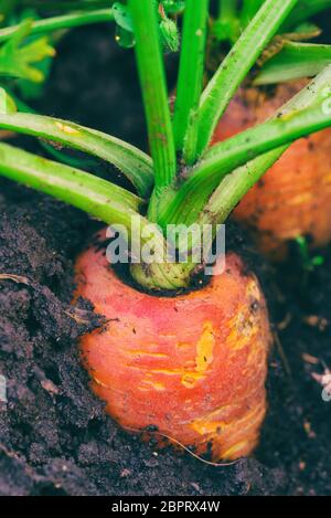 Macro di una carota arancione nella sporcizia. Foto Stock