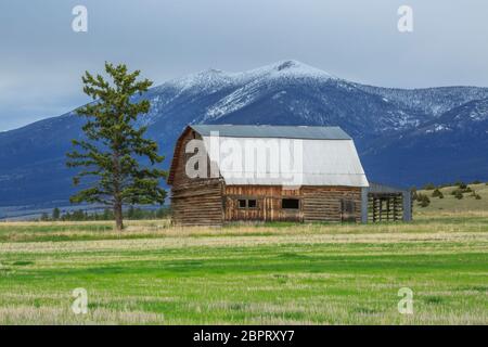 vecchio fienile di tronchi sotto il monte baldy vicino a townsend, montana Foto Stock