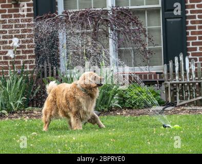 Golden Retriever Dog divertendosi giocando in sprinker. Foto Stock