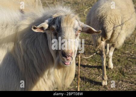 Capre e pecore piccole cornuto scones su pascolo degli ovini e dei caprini piccolo cornuto scones su pascolo Foto Stock