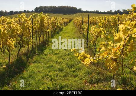 Filari di viti in autunno (caduta). Dorking Surrey, Inghilterra Foto Stock