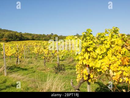 Filari di viti in autunno (caduta). Dorking Surrey, Inghilterra Foto Stock